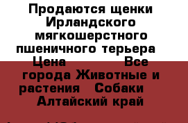 Продаются щенки Ирландского мягкошерстного пшеничного терьера › Цена ­ 30 000 - Все города Животные и растения » Собаки   . Алтайский край